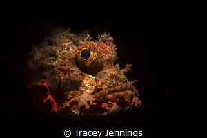A portrait of a scorpion fish in Bali by Tracey Jennings 
